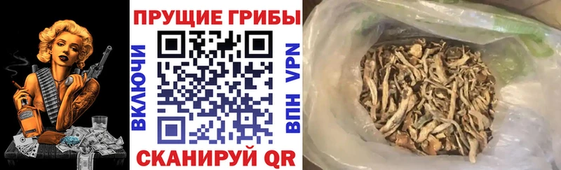 наркота  Махачкала  Псилоцибиновые грибы Psilocybine cubensis 